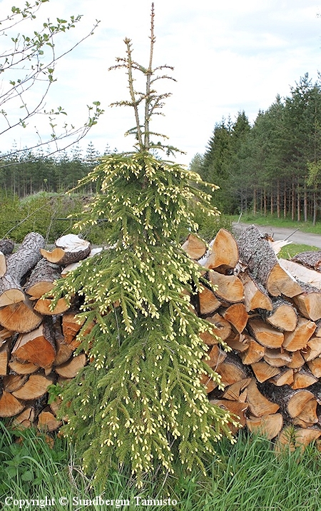 Picea abies 'Haapasten Kulta' kultasurukuusi